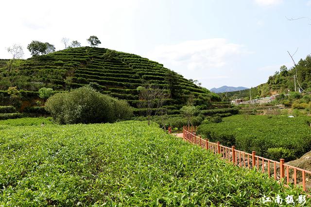 茶林场最新项目，探索绿色发展的前沿动态，茶林场最新项目，探索绿色发展前沿动态