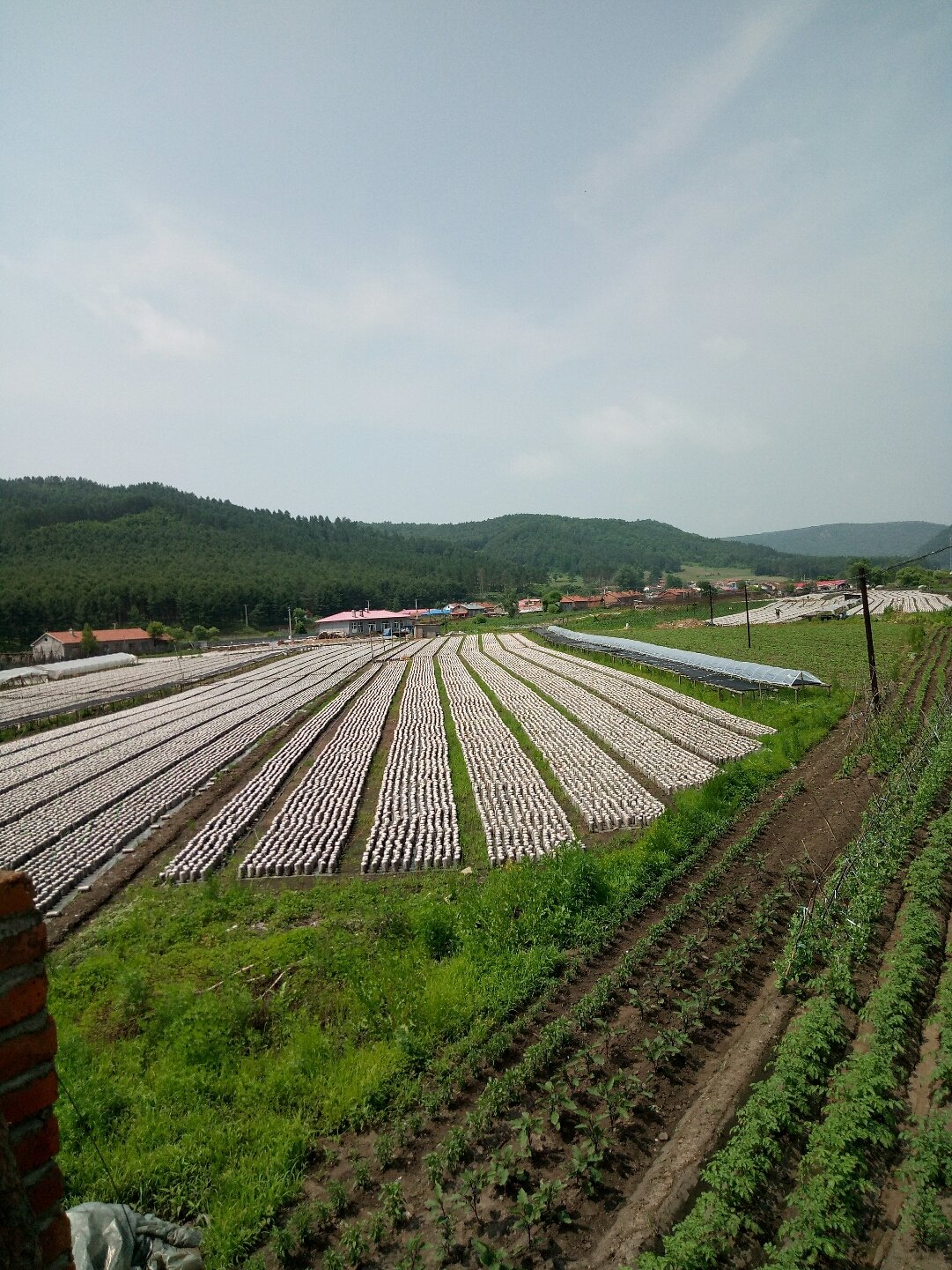 菜园子镇最新天气预报及详细气象分析，菜园子镇天气预报与气象分析详解