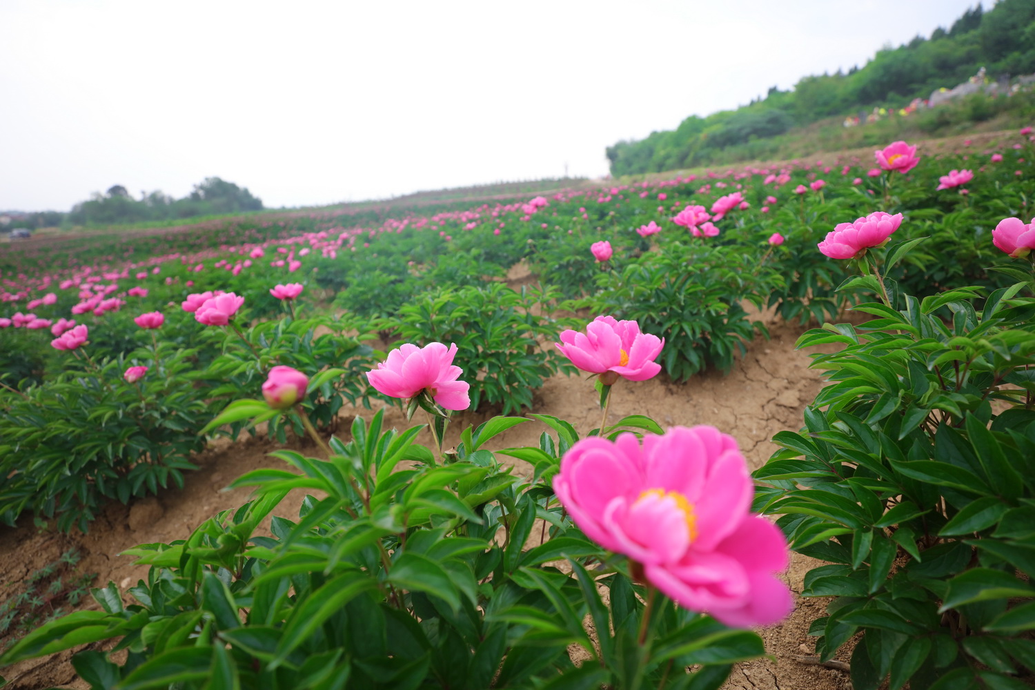 芍药山乡最新天气预报及旅游资讯深度解析，芍药山乡天气预报与旅游资讯全面解析