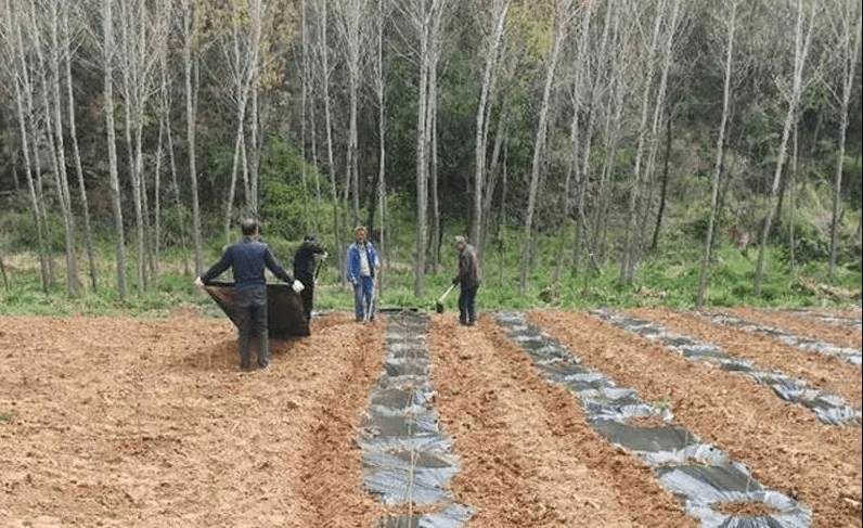 二道区农业农村局最新项目，推动农业现代化，助力乡村振兴，二道区农业农村局新项目推动农业现代化，乡村振兴再添动力