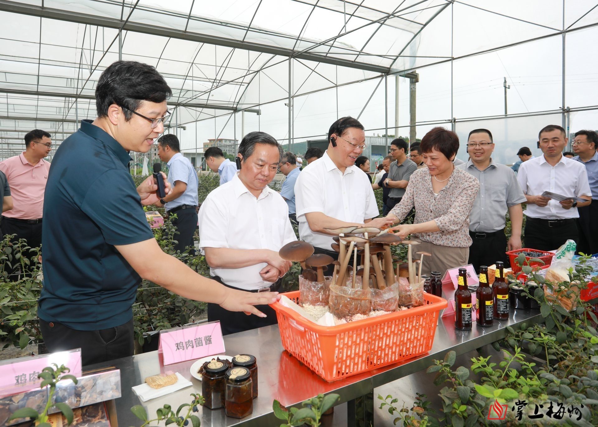 梅县农业农村局最新项目，推动农业现代化，助力乡村振兴，梅县农业农村局新项目推动农业现代化，乡村振兴再添新动力